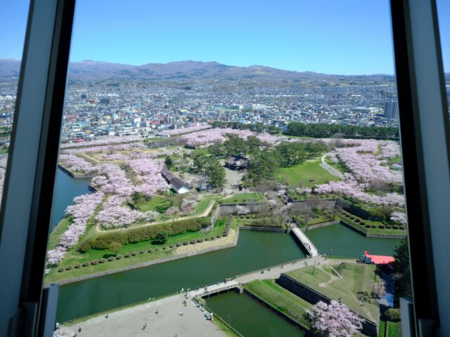 五稜郭の桜