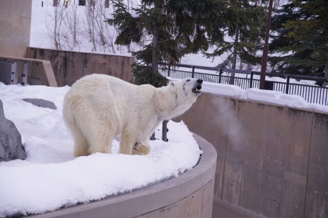 旭山動物園